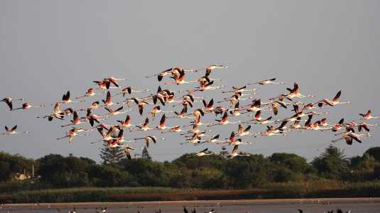 L’oasi siciliana dei Pantani comprata dai tedeschi, 250 specie salvate dalle donazioni