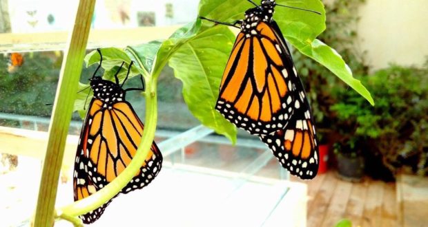 Al giardino Artemision da sabato la casa delle farfalle