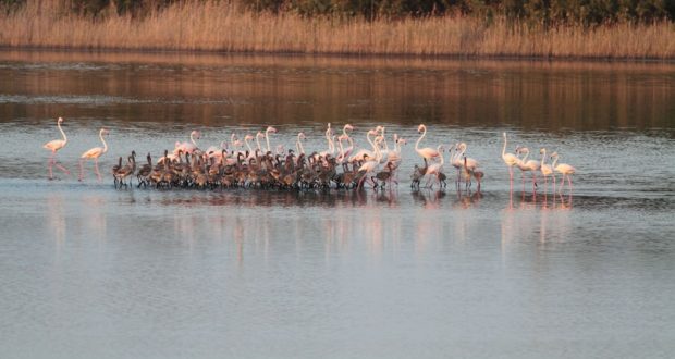 Priolo, drone sorvola la riserva Saline: scappano i fenicotteri