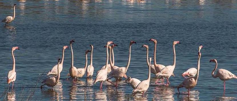 Riserva Naturale Saline di Priolo: due importanti appuntamenti