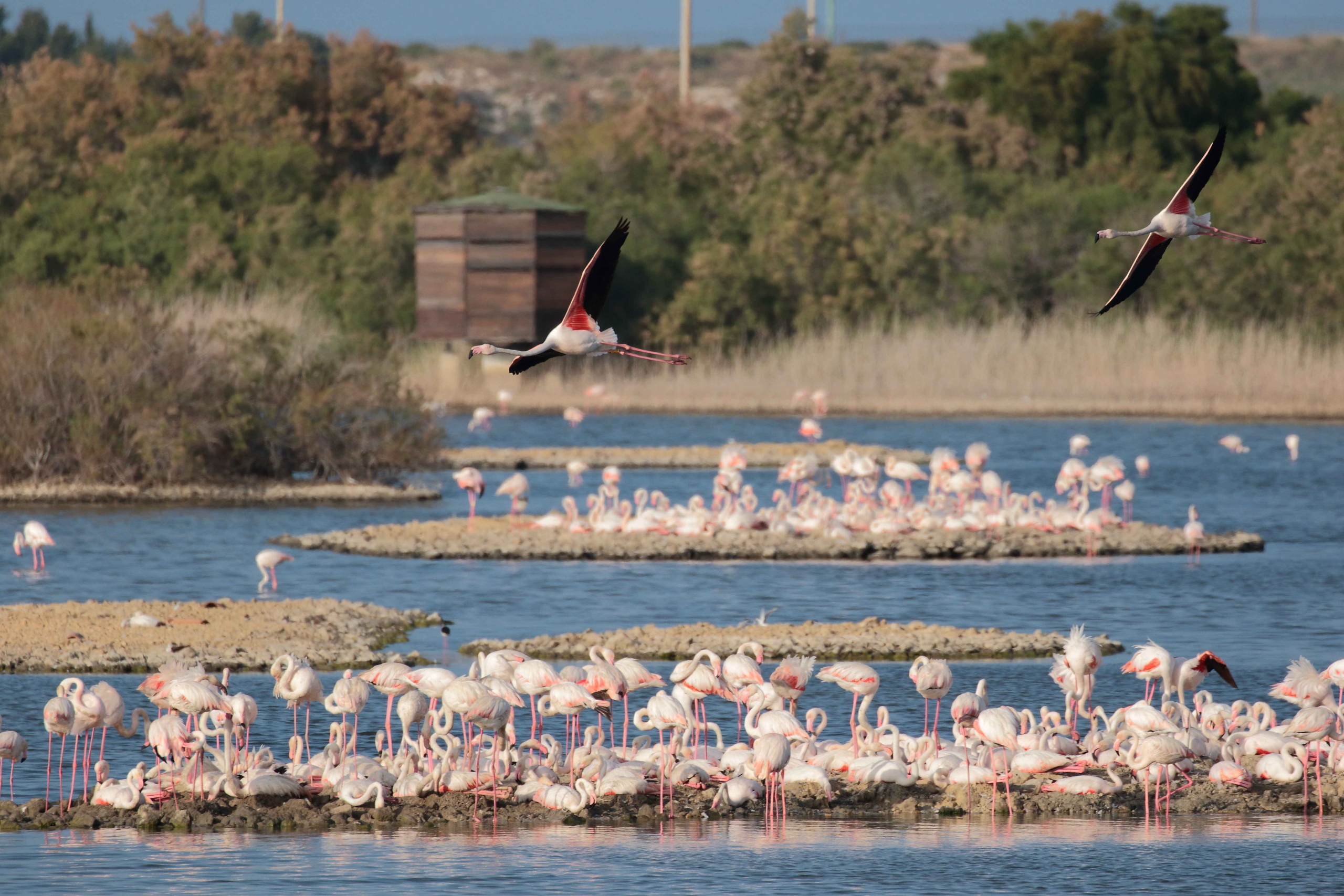 Saline di Priolo inizia a colorarsi di rosa
