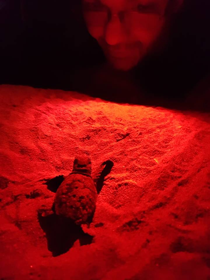 Marina di Priolo:storica schiusa di uova di tartaruga marina (Caretta caretta)