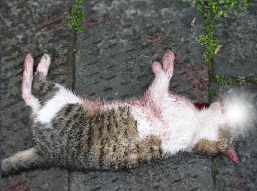 Ortigia, uccide a calci un gatto: denunciato
