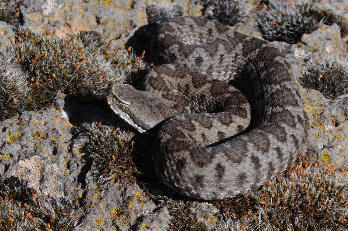 Morso da una vipera mentre raccoglieva asparagi , è grave