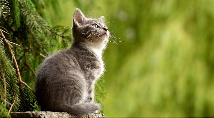 Consiglio approva “Regolamento tutela animali”