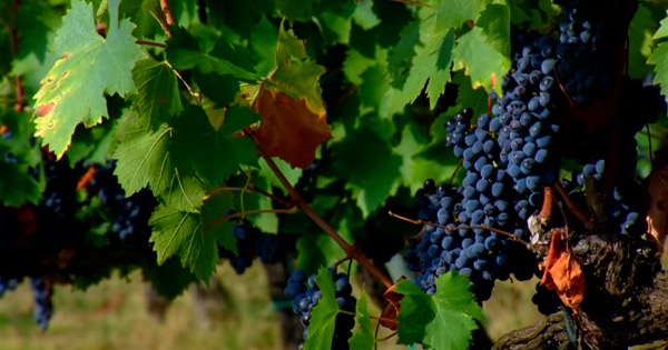 Vendemmia verde, pronta la graduatoria: 15 milioni e mezzo di euro a vantaggio di  1.800 produttori siciliani