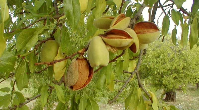 Mandorla di Avola, Cafeo bacchetta l’ assessore Bandiera