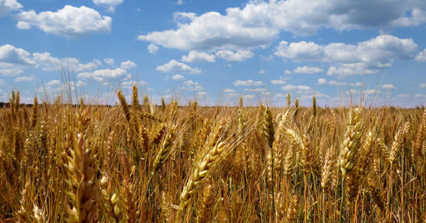 Sicilia – Piano di sviluppo rurale, in arrivo altri 660 milioni per gli agricoltori