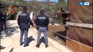 Noto - Continua l'azione di contrasto alle corse clandestine di cavalli