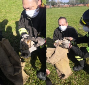 Arezzo - Salvato un gufo comune dai vigili del Fuoco