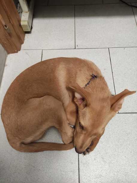 Incendi –  Catania, cane fugge e trova riparo da Ps:  gli agenti cercando di risalire ai proprietari