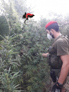 Carlentini - Rinvenuta un'altra piantagione di canapa indiana: arrestato 58enne