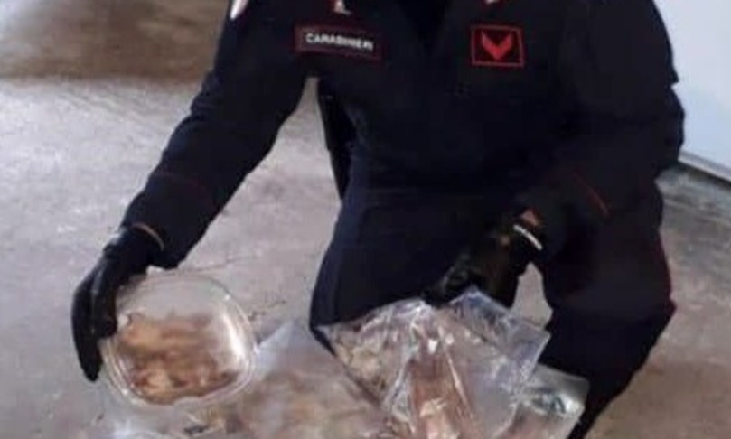 Caccia ai ghiri la ‘ndrangheta mette a rischio la specie protetta