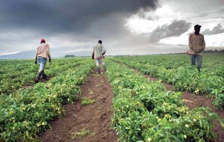 Agricoltura sociale innovativa, la Regione finanzia cinque progetti “pilota” anti-caporalato