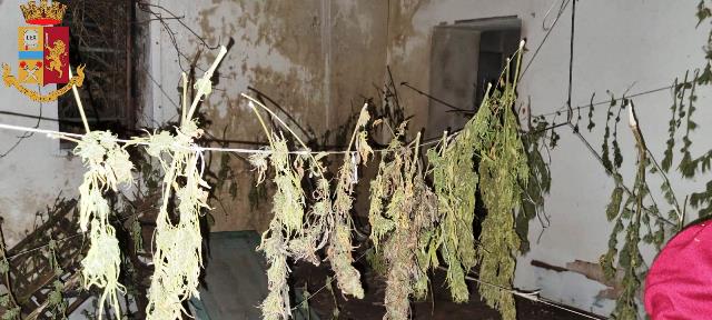 Lentini – Coltivava marijuana: arrestato 15enne