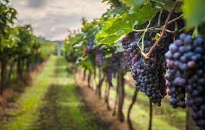 Vini, pubblicato il bando da 10 milioni di euro per l’ammissione ai finanziamenti Ocm