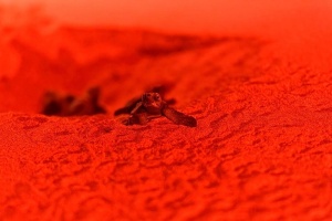 Caretta Caretta: nati 47 esemplari a Marina di Priolo