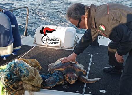 Soccorsa a Favignana tartaruga aggrovigliata in una rete di pesca