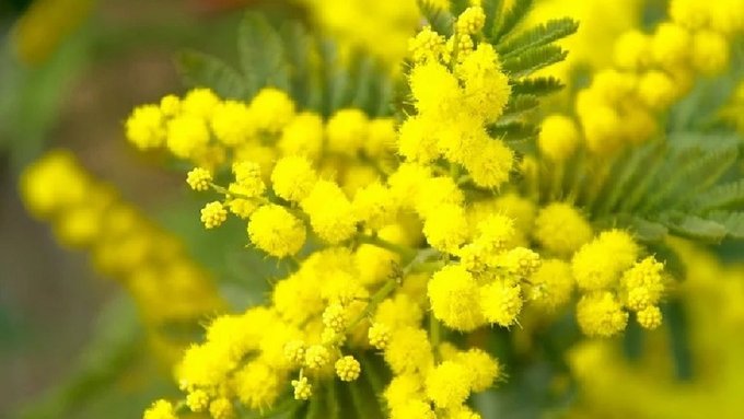 Potenza – Donne – 8 marzo,  Costanzo (Ugl):”Festa non solo un giorno ma tutto l’anno”.