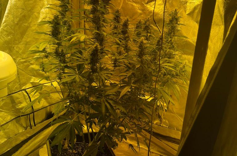 Carlentini-Coltivava marijuana in casa: arrestato 35enne – Video