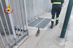 Soccorsi dodici anatroccoli dai vigili del fuoco - Video