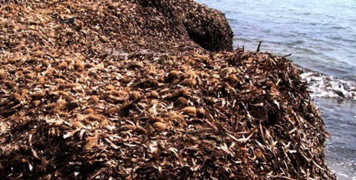 Sicilia – Verso rimozione e smaltimento posidonia a Mondello e Sferracallo