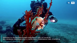 Giornata mondiale degli oceani, risorsa importante per la vita sulla terra - Video
