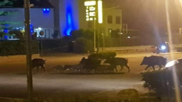 Peste Suina Africana: Eradicata la Peste suina a Roma e revoca zone restrizione