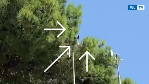 Priolo - Utenti segnalano; sistemi di rivelazione bloccati tra i rami presso ex scuola La Pineta.- Video