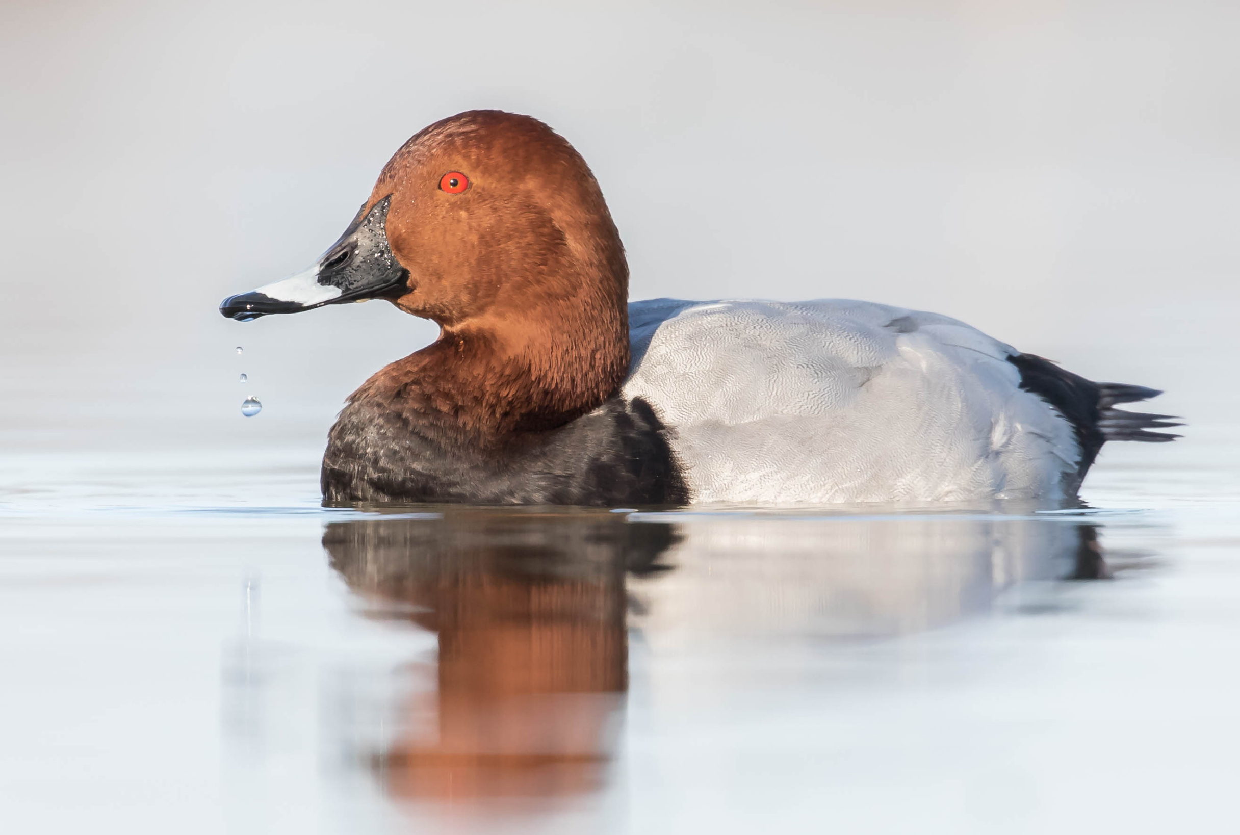 Saline di Priolo (Lipu): due nuove specie  di uccelli si sono aggiunte al ricco elenco nell’area protetta