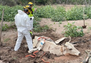 Recuperata una mucca impantanata in un campo