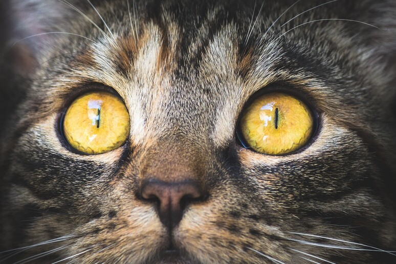 Altro che animali imperscrutabili e poco socievoli: i gatti comunicano attraverso 276 espressioni facciali