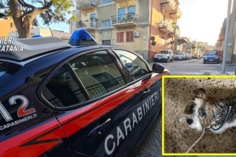 In casa col gas aperto,salvati cucciolo di cane e il padrone