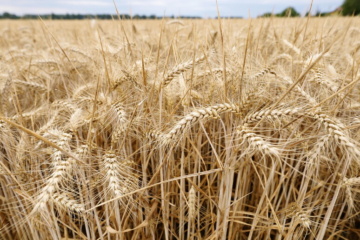 Grano, produzione in calo del 12%, la più bassa da 10 anni
