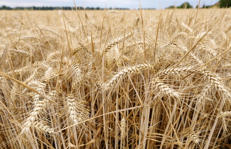 Grano, produzione in calo del 12%, la più bassa da 10 anni