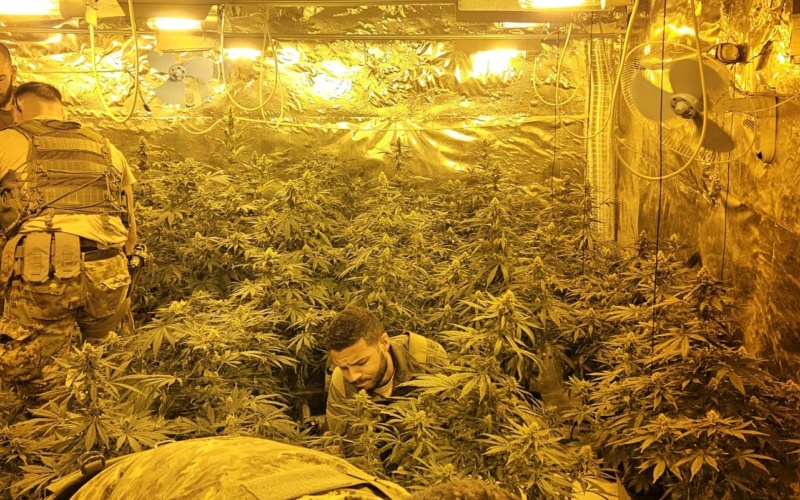 Lentini – Casolare trasformato in serra  per coltivazione marijuana: arrestato 35enne e sequestrate 79 piante di canapa indiana
