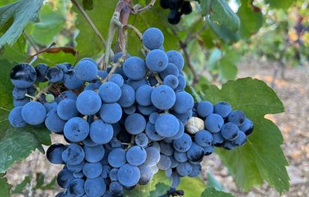 Siccità, da Stato e Regione 40 milioni per gli agricoltori. Schifani e Barbagallo: «Importante aiuto»