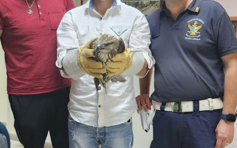 Melilli, Polizia Locale, tratta in salvo una poiana.