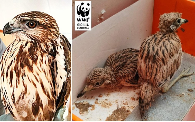 Sicilia , animali in difficoltà nel nisseno: salvati una Poiana e due Occhioni