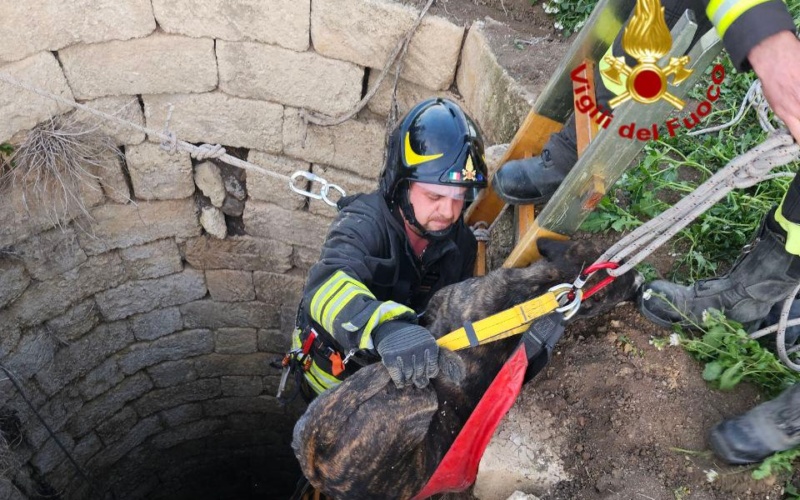 I Vigili del Fuoco salvano un cane di grossa taglia a Palagonia nel catanese