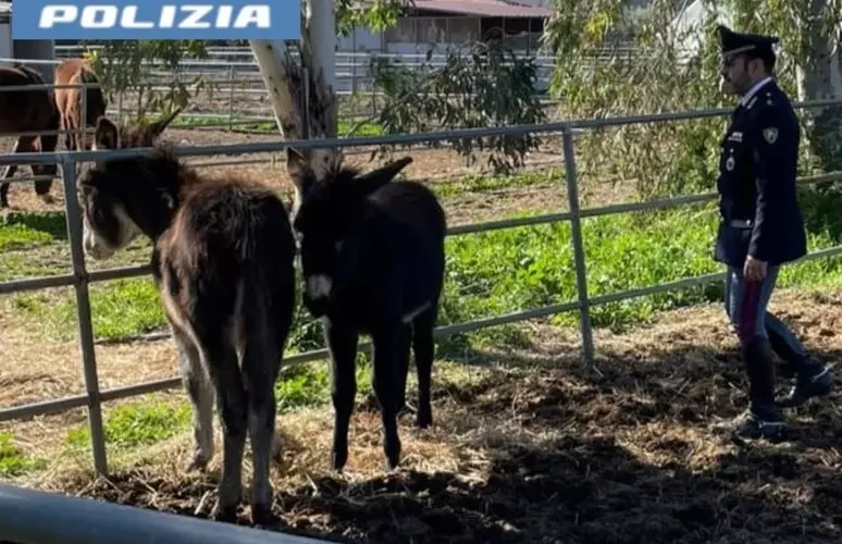 San Giorgio – Salvati due asini destinati alla macellazione clandestina