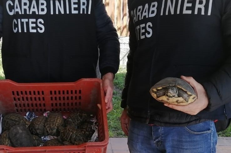 Deteneva tartarughe di specie protetta: denunciato dai carabinieri