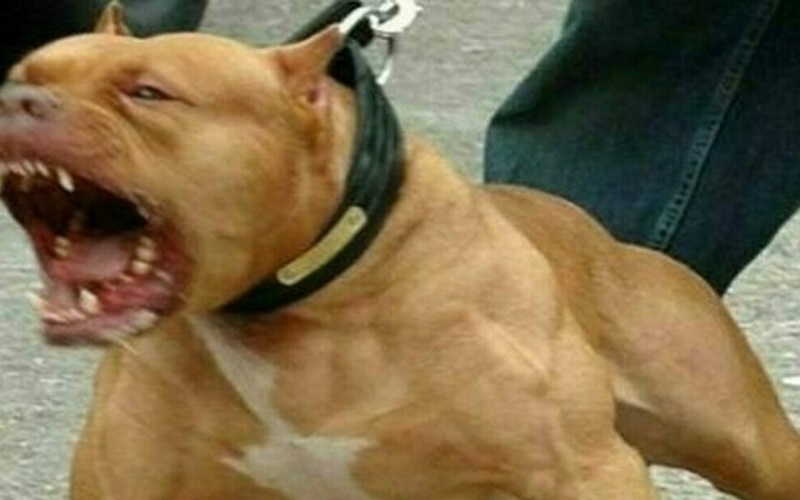 Bimba di 9 mesi sbranata da un pit bull nella sua abitazione