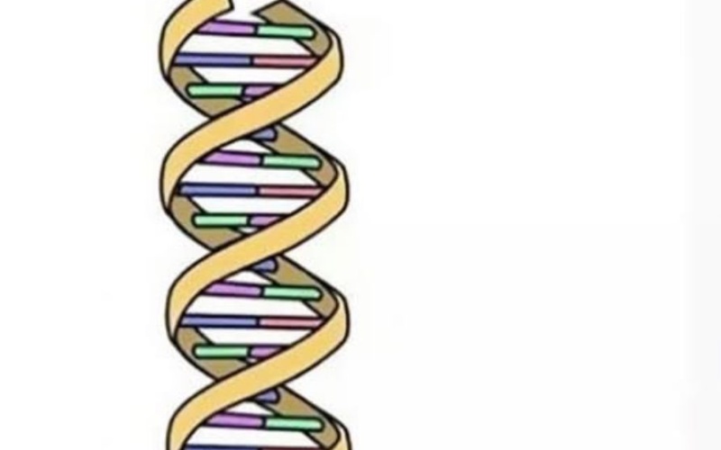 Lo Ius sanguinis ci riporta al dna