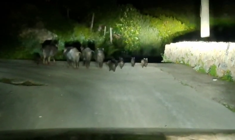 Cinghiali a Pantalica. Auteri: “situazione fuori controllo, Perrotta si dimetta. Ora basta”  (Video)