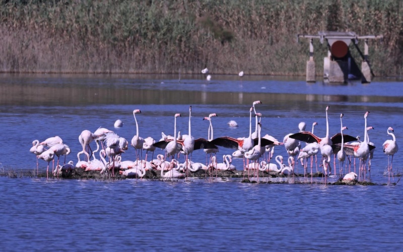 Ambiente, il fenicottero rosa torna alle saline di Priolo