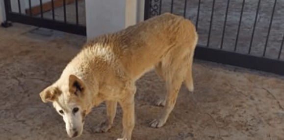Atti di vandalismo all’Arenella: la cagnetta Bianchina trova casa