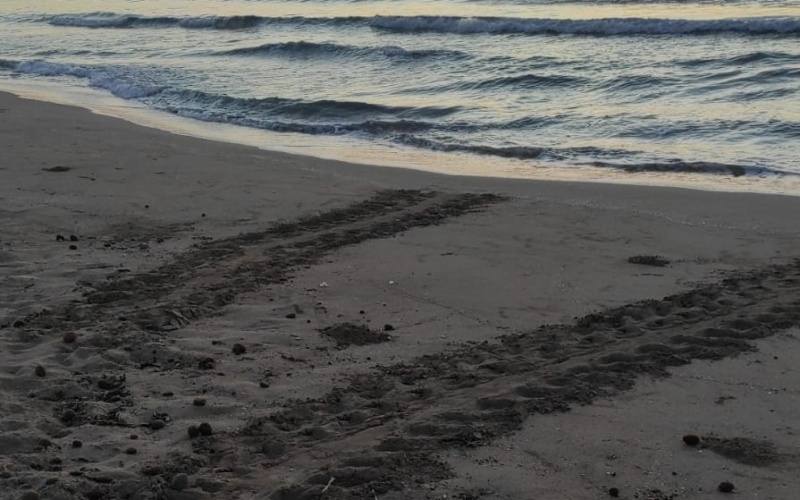 Primo nido di tartaruga a marina di Priolo 2025