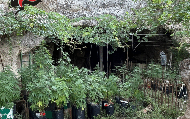 Sortino, scoperta e smantellata una piantagione di cannabis: 450 piante e 5kg di droga sequestrati