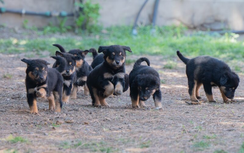Cagliari – Aree cani nei parchi cittadini, interventi di disinfezione programmati